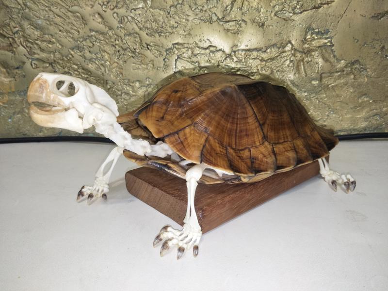 <高背八角龜全身骨骼標本>特殊個體 Cuora mouhotii鋸背緣龜 Keeled Box turtle 頭骨烏龜殼