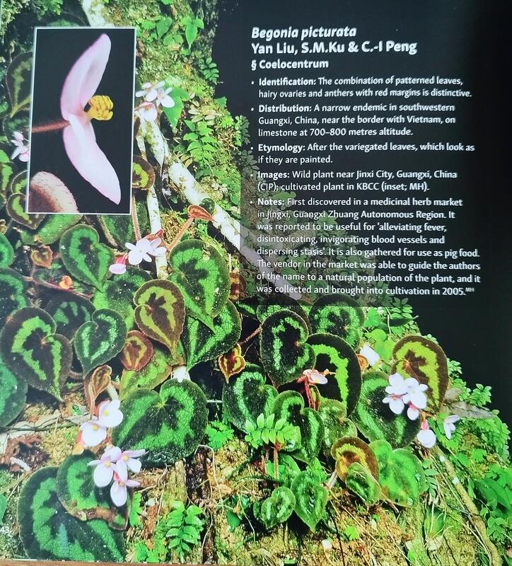 七號花園))雨林Asian Begonia 300 species portraits 秋海棠書籍