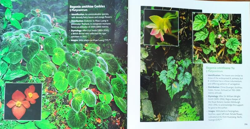 七號花園))雨林Asian Begonia 300 species portraits 秋海棠書籍