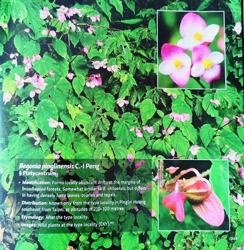 ベゴニア写真集　Asian Begonia 300 Species … ベゴニア写真集 Asian Begonia 300 Species … 300 Species