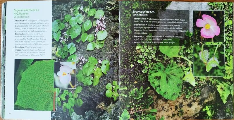 七號花園))雨林Asian Begonia 300 species portraits 秋海棠書籍