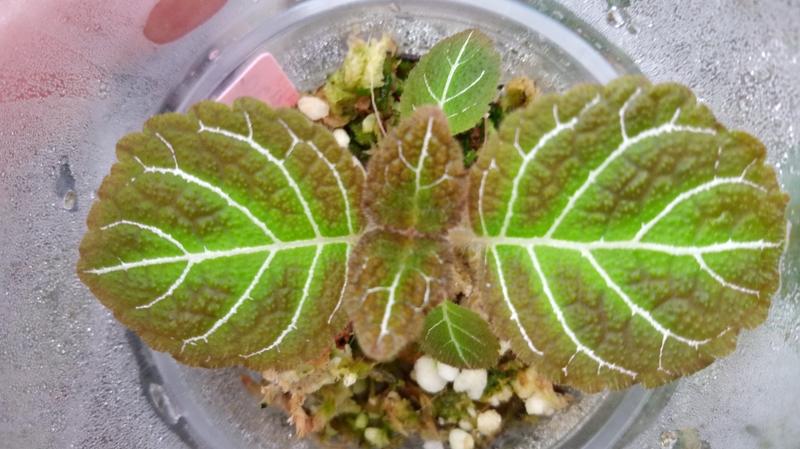 pearcea hypocyrtiflora 苦苣苔，可當贈品
