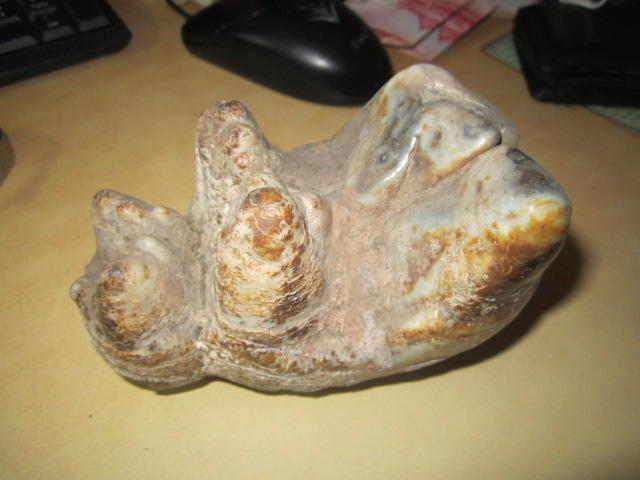 眷村-早期乳齒象-牙齒化石-非常稀有-202001146509