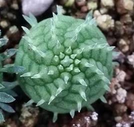 [=全OP=]多肉植物 大戟科【Euphorbia Obesa  Hyb. seeds 布紋球/晃玉 交種】種子