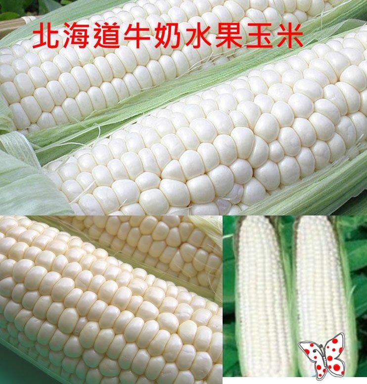 菜根園-北海道牛奶水果玉米  種子200粒裝
