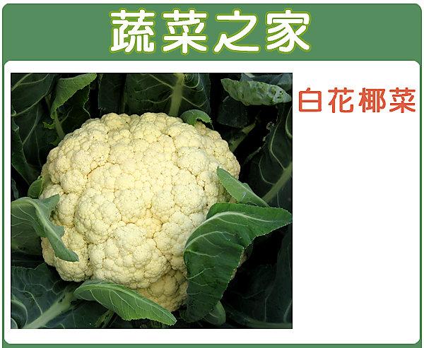【蔬菜之家滿額免運】B03.白花椰菜 種子50顆(白色花蕊.花蕊大.口感佳)