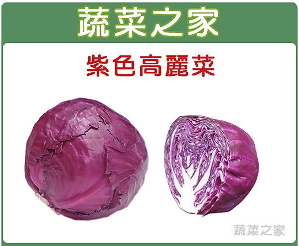 【蔬菜之家滿額免運】B19.紫色高麗菜種子50顆(日本進口紫色甘藍，結球大，品質佳。)