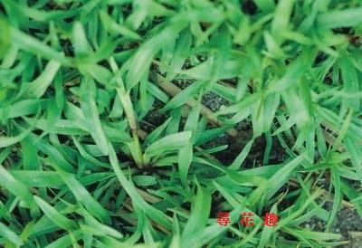 尋花趣 類地毯草種子 愛芬地毯草種子 粉衣種子   1公斤/5包 免運費( 超商限寄1組)