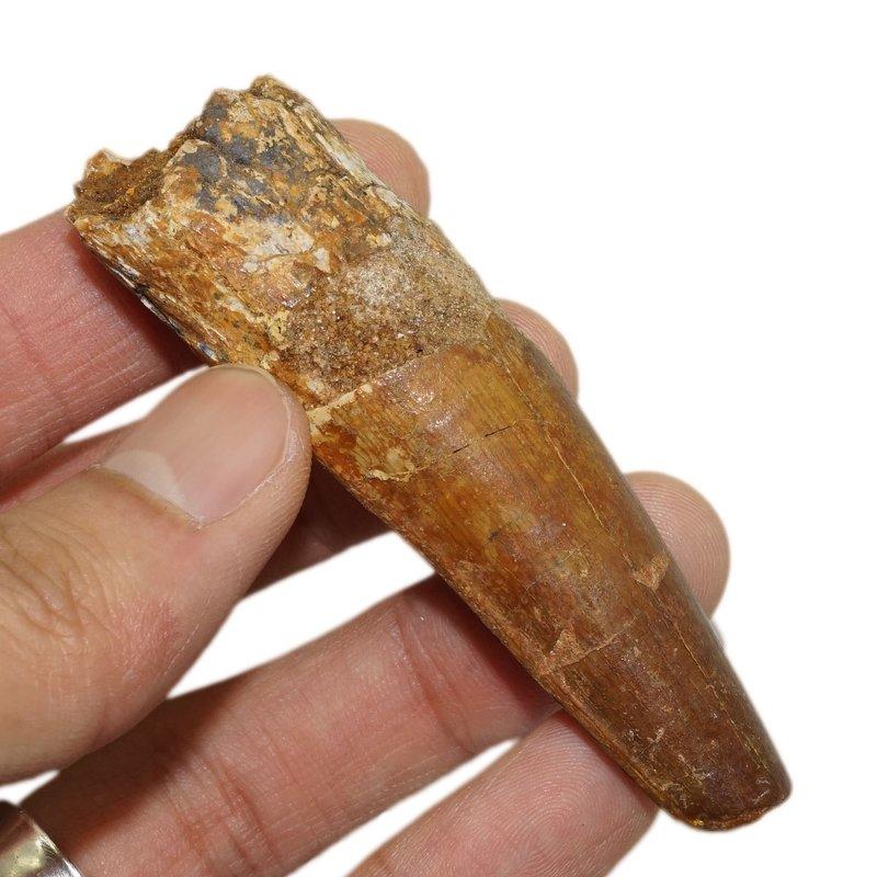 [超便宜] 7.7cm 棘龍牙 / 棘背龍牙 化石~~超大且牙皮保留完整 SPINOSAURUS