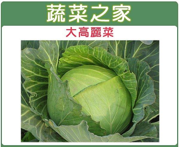 【蔬菜之家滿額免運00B08】大包裝.大高麗菜種子種子5克