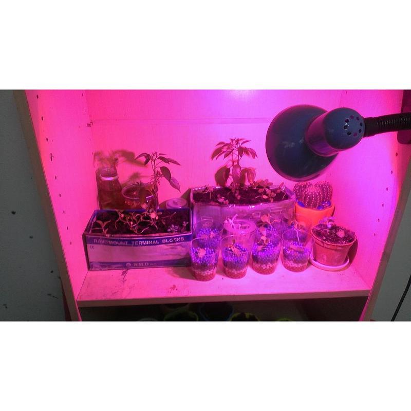 ◤AMO LED◢ LED植物燈12W  球泡型/散光型/含燈座