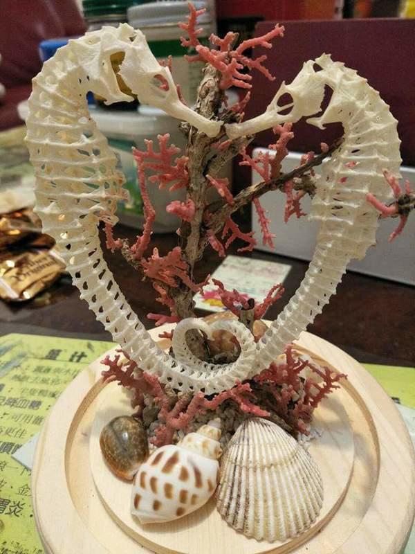 <心心相印>Hippocampus海馬骨骼 雪山寶螺 鳳螺 紅花 金環寶螺 扇貝 紅珊瑚 貝殼 海灘砂 玻璃罩 造景標本