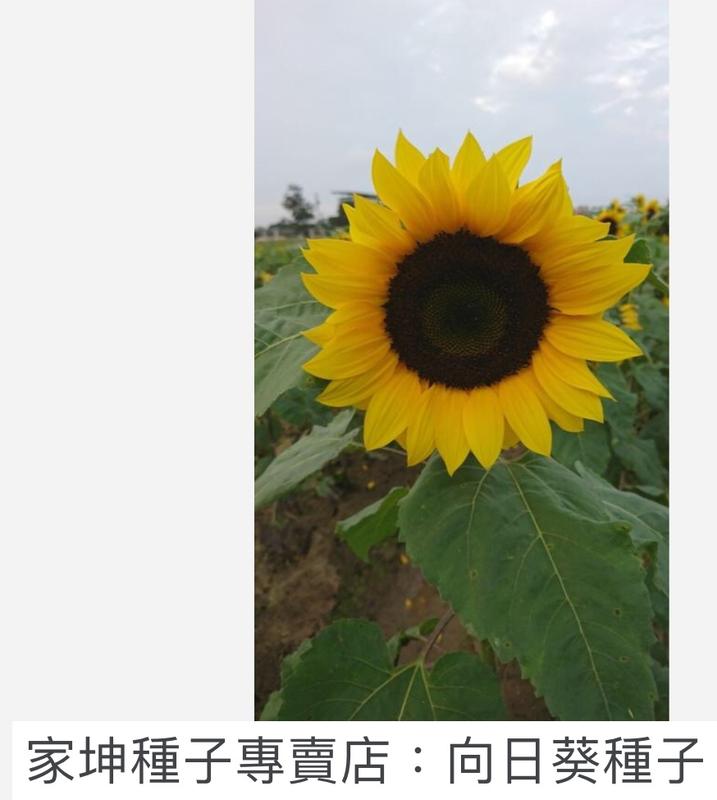 台灣 小本多花向日葵種子。矮性多花向日葵花種子。矮種向日葵花種子。家坤種子專賣店