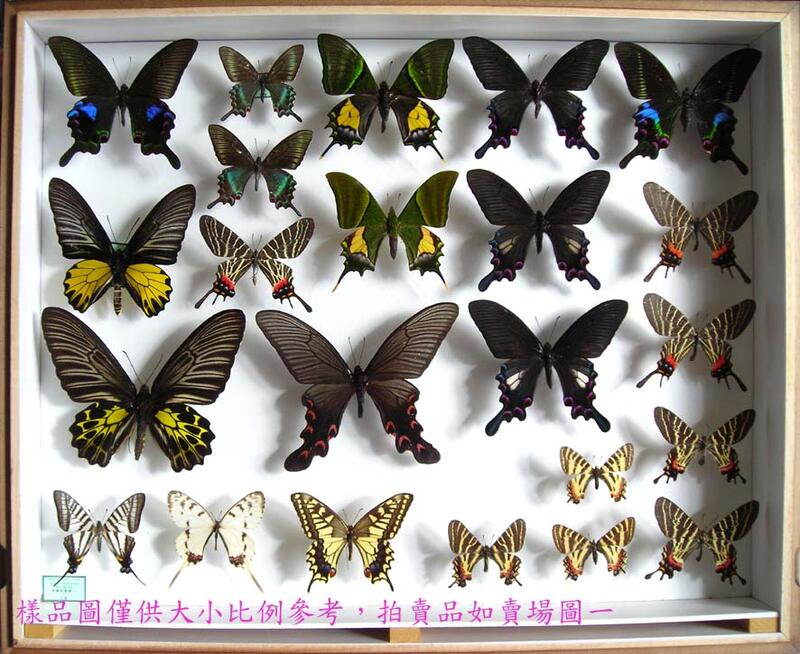 蟲新發現╭○-○╮蝴蝶標本A1~ 華麗翠鳳蝶♂ 展翅8~9CM 產地：中國 
