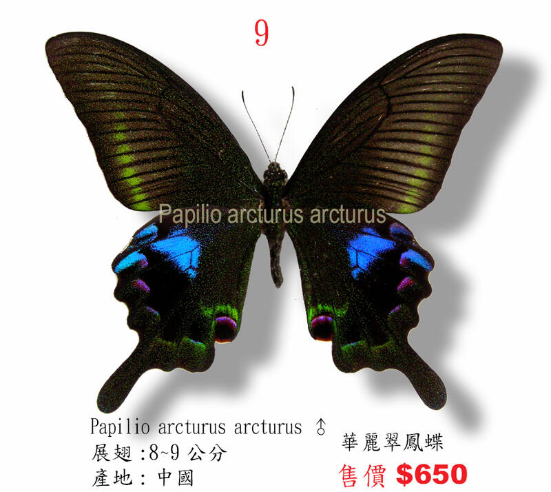 蟲新發現╭○-○╮蝴蝶標本A1~ 華麗翠鳳蝶♂  展翅8~9CM  產地：中國