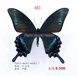 鳳蝶- 昆蟲標本(貝類、化石、標本) - 人氣推薦- 2024年5月| 露天市集