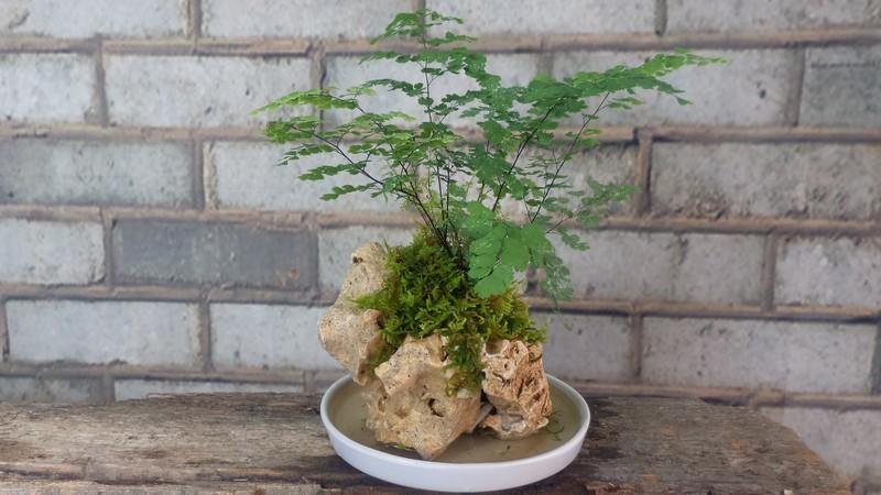 觀葉植物鐵線蕨室內盆栽室內植物水培桌上盆栽桌面盆栽綠植苔蘚懶人盆栽