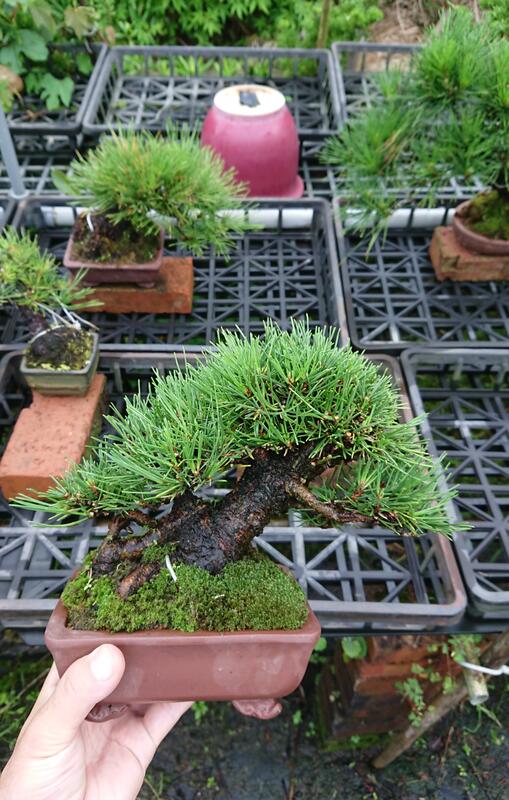 [ 種樹趣 ] 日本黑松-小品 雕塑造型 盆栽素材塑型(小品 mini盆 專賣)C已售出