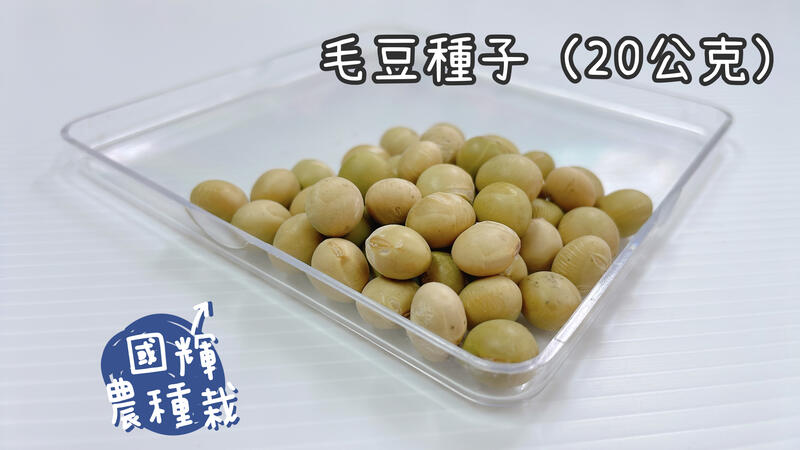 【國輝農種栽】"毛豆"種子，20公克30元（小包裝），一代交配品種，春夏秋適播種（蔬菜種子）
