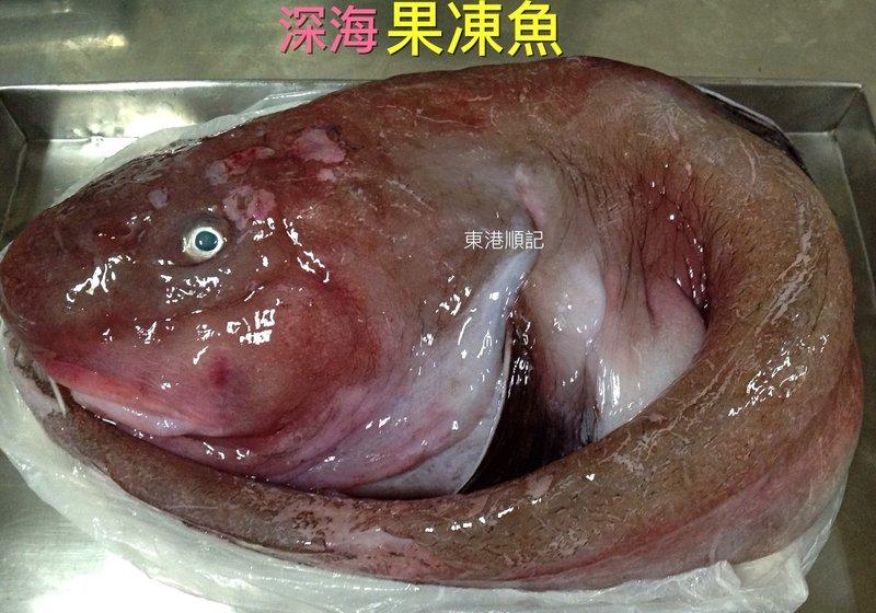 東港順記 深海 果凍魚  1台斤250   老饕級的食材喔～  無現貨、需預購