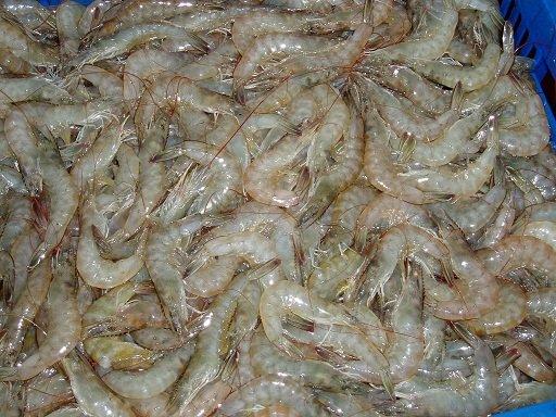 "俗到底" 八達海業 白蝦 80/100 的每半斤只要80元  (300g)  .（2020年新品上市了）