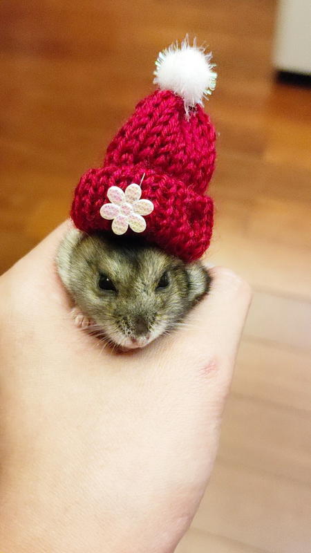 【皮蛋媽的私房貨】MOU0851老鼠聖誕帽/蜜袋鼯帽/花枝鼠耶誕帽-變裝打扮