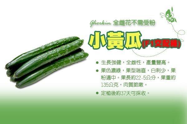 【振華育苗】 F1一代交配種 小黃瓜種子 (全雌花高產量) 日本系小黃瓜 小胡瓜種子