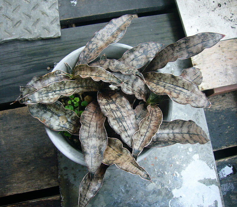 虎尾蘭--Sansevieria kirkii var. pulchra 'Coppertone'