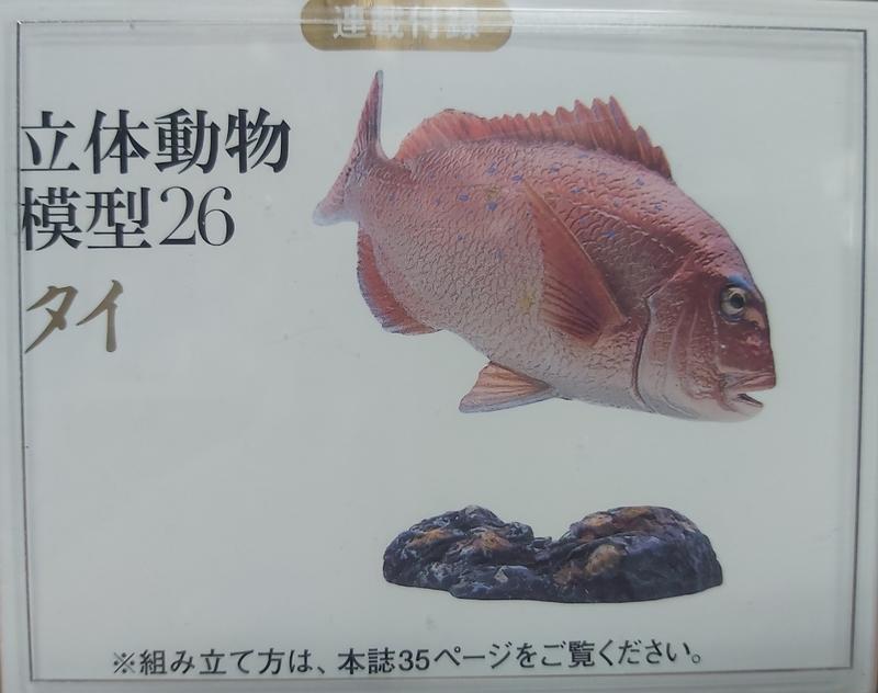 日本天然紀念物 - 圖鑑26 - 鯛魚
