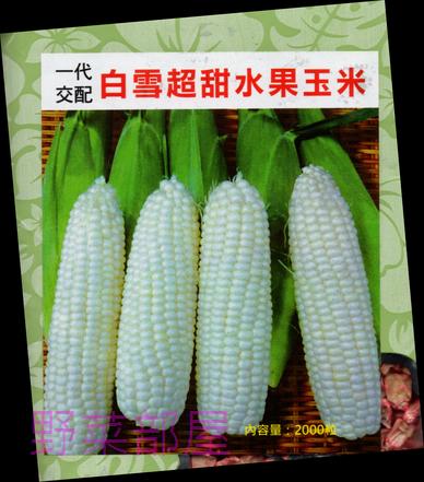 【野菜部屋~】N14 白雪白色水果玉米種子1.1公克 , 甜度高 , 生長旺盛 ,每包15元~