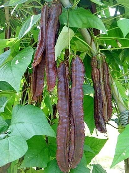 紫翼豆種子40粒100元