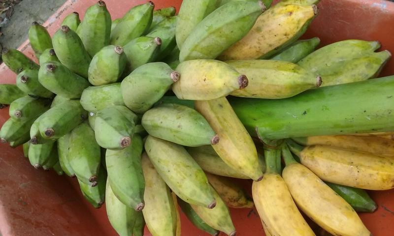 【九空農場】超Q甜 蜜蕉或南華蕉 芭蕉 無農藥  每台斤