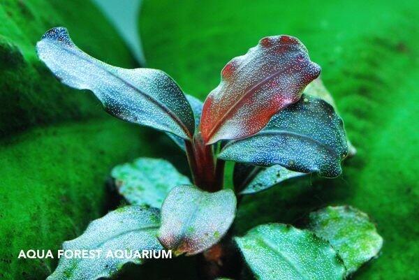 ◎ 水族之森◎ 神秘草海蓮娜Bucephalandra sp. Brownie Helena | 露天