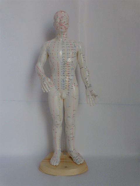 正品 經絡通男模現貨在台 人體針穴位模型/人體穴位模型/人體針灸模型 男50 cm 