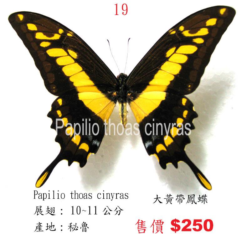 蟲新發現╭○-○╮蝴蝶標本A1~大黃帶鳳蝶  展翅10~11CM  產地：秘魯