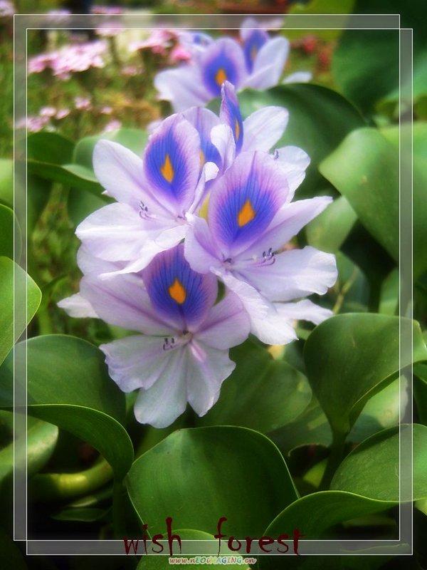 希望森林【水生植物】【布袋蓮】【鳳眼蓮】2朵30元.....湛藍的迷人花朵