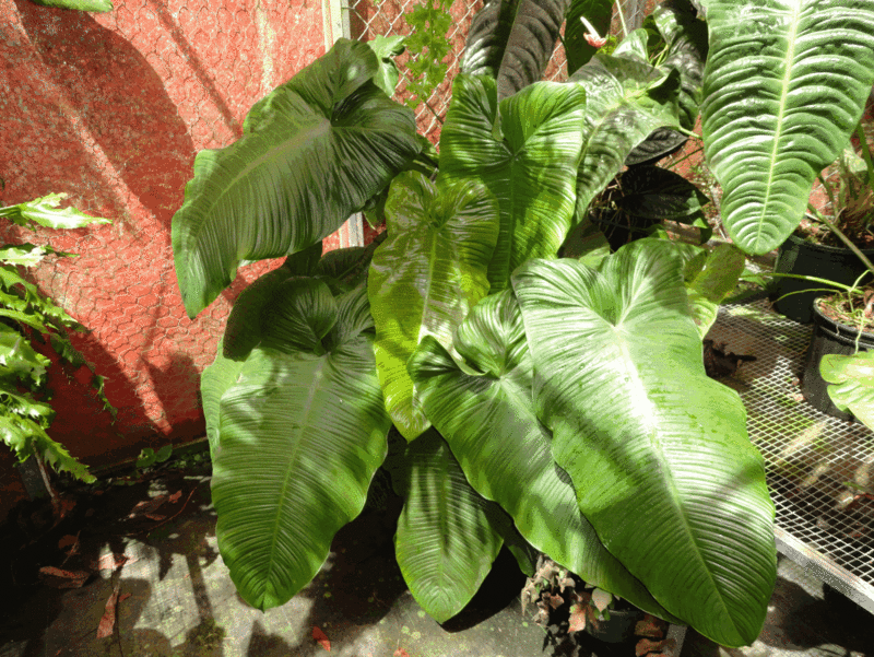 雨林植物 Philodendron tenue (短葉種)