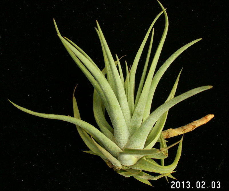(5954)鶯歌屬的空氣鳳梨─血滴子Vriesea espinosae Ecuador(厄瓜多爾的大型變異種!!)