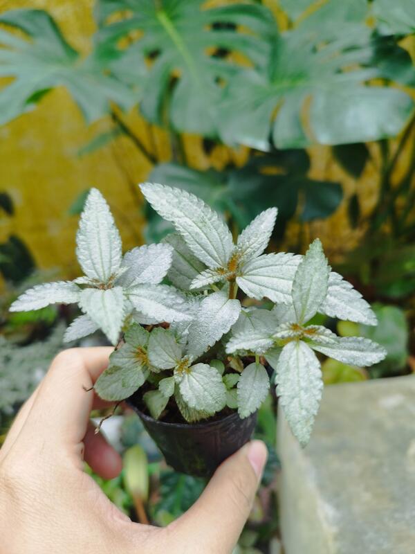 ((七號花園))雨林 蕁麻科 蝦蟆草 銀葉冷水花Pilea pubescens ‘Silver Cloud’ 銀色冷水花