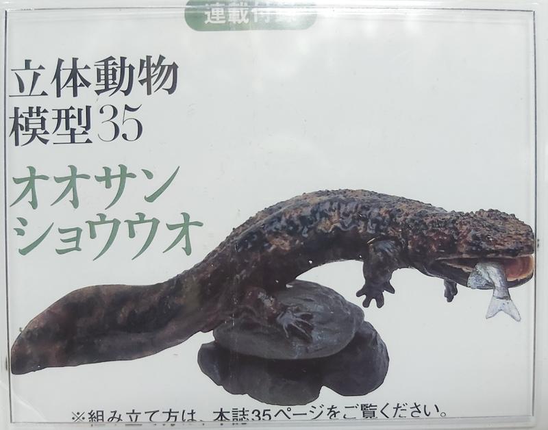 日本天然紀念物 - 圖鑑35 - 娃娃魚