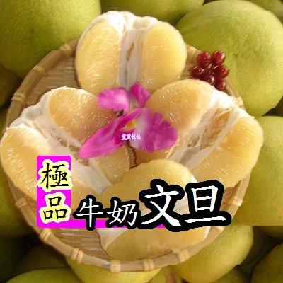 【極品牛奶文旦柚】㊣48年阿公級麻豆文旦~感謝民視-嫁妝~訂購500斤