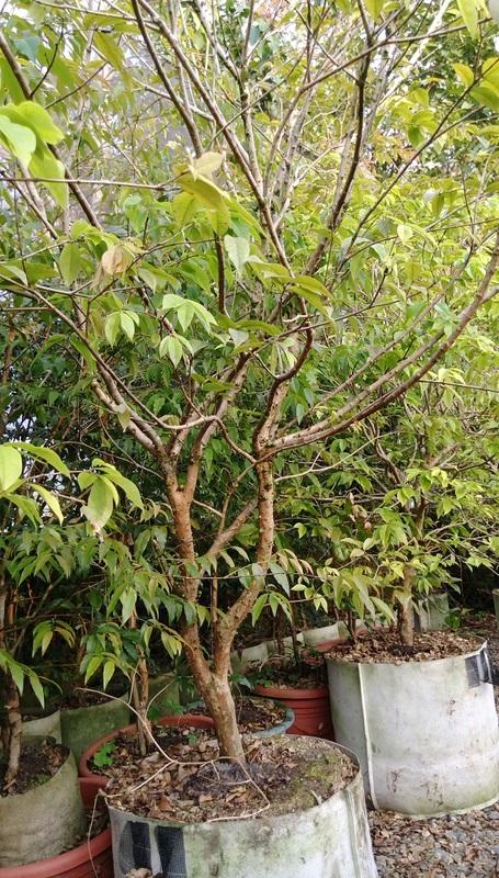 四季樹葡萄 嘉寶果 1.5公尺高 8年已結果苗木 栽培