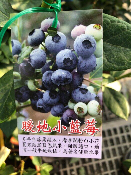 花花世界_水果苗 -- 暖地小藍莓--/3.5吋盆/ 10-15公分/強健好種/MA *出貨不保證有花有果*