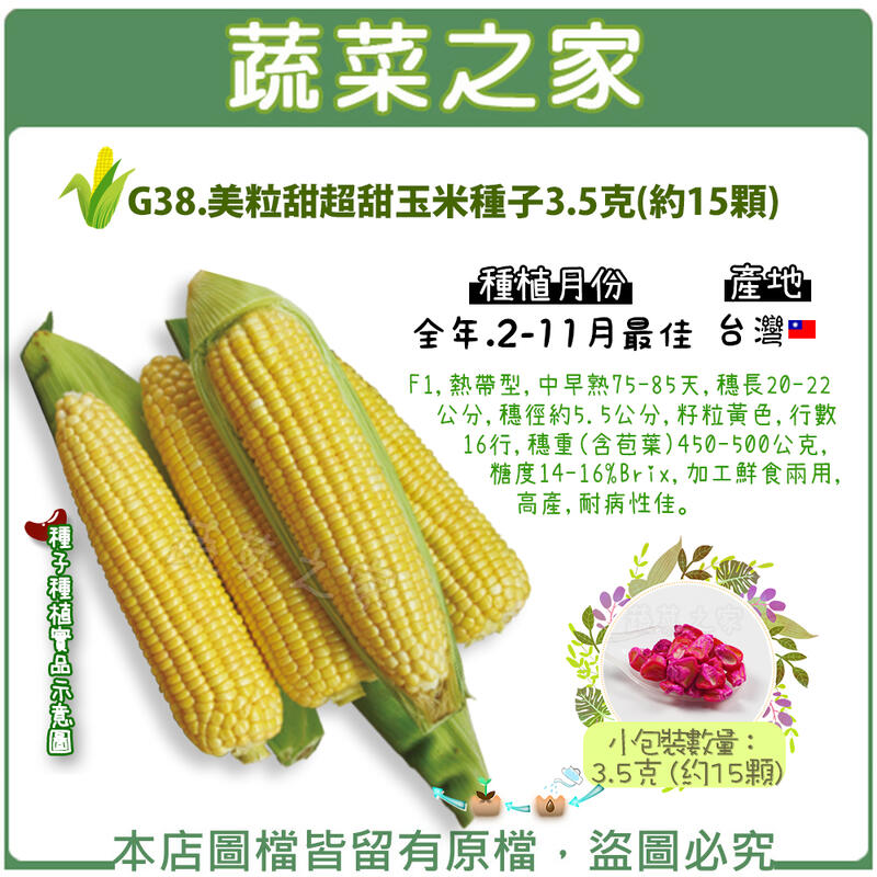 【蔬菜之家】G38.美粒甜超甜玉米種子3.5克(約15顆)(F1,熱帶型,中早熟75-85天,蔬菜種子)