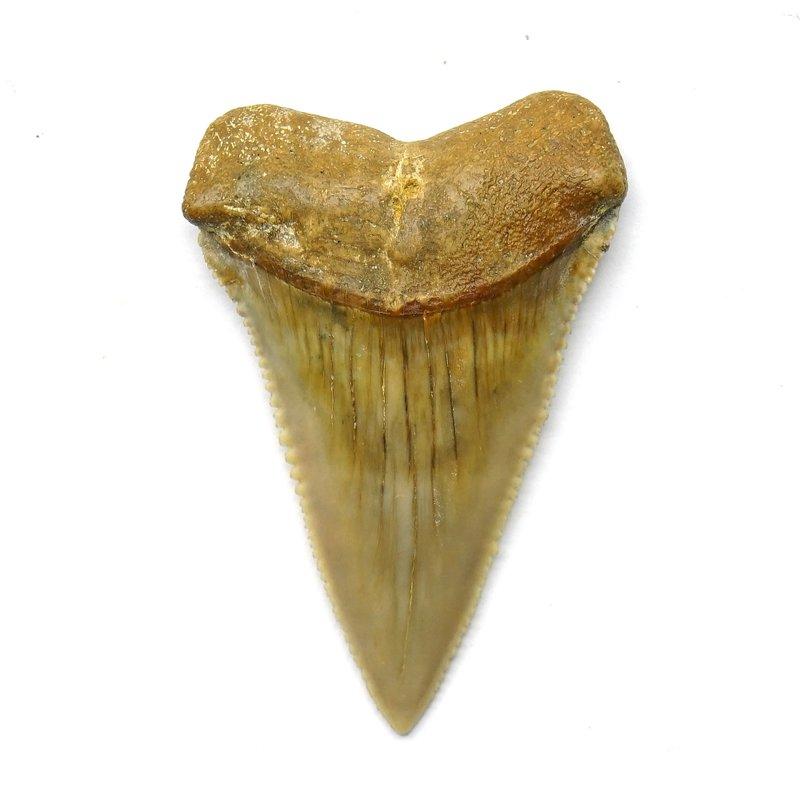 [絕版收藏] 2.3吋 智利 大白鯊 鯊魚牙化石~~特大、完整無瑕 (雙邊鋸齒邊完整) (國外網站也找不到的夢幻逸品)