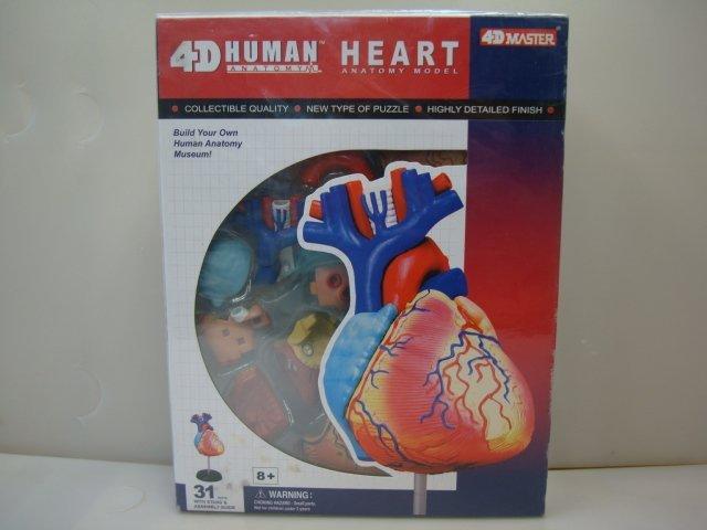 <人體解剖系列模型>心臟~完成品模型~部件可變換位置
