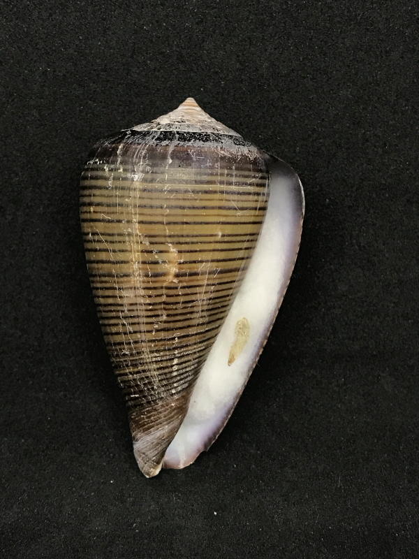黑線芋螺 Conus figulinus A367