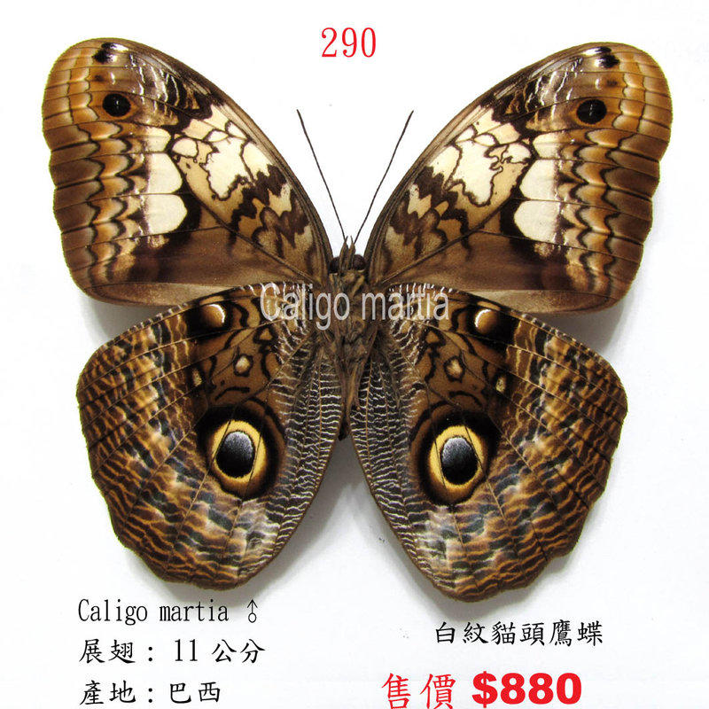 蟲新發現╭○-○╮蝴蝶標本A1~ 白紋貓頭鷹蝶  展翅11~CM 產地 :巴西 ( 缺貨中… )