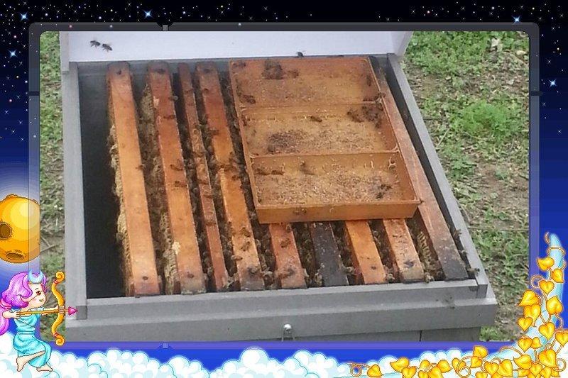 林來蜂 最新 養蜂箱 蜂箱 蜜蜂 耐久 低成本 塑木 超好用 非木製 鐵製 環保材質