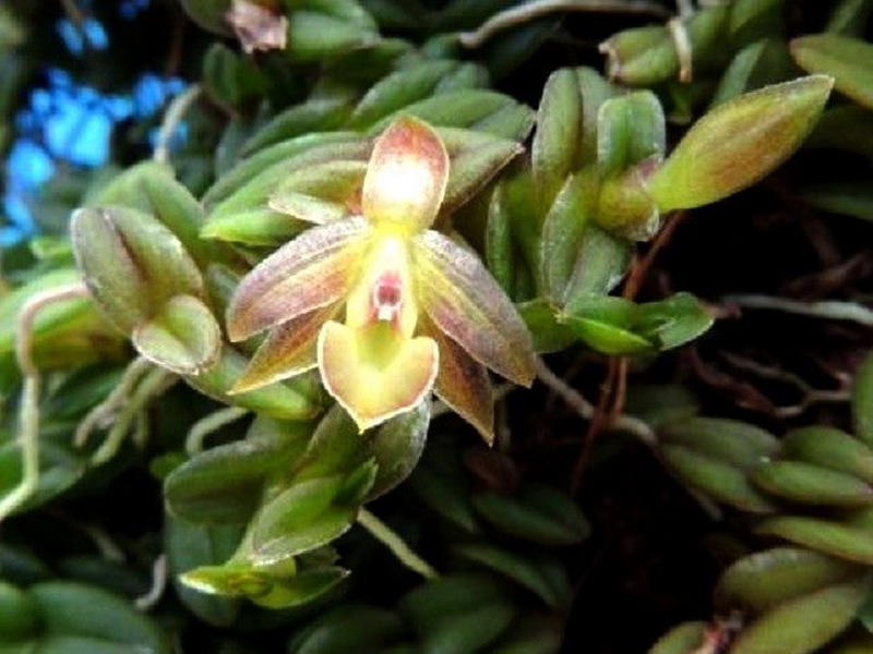 ~~~ 台灣野生蘭 ~~~    •	Epidendrum longirepens    台灣原生